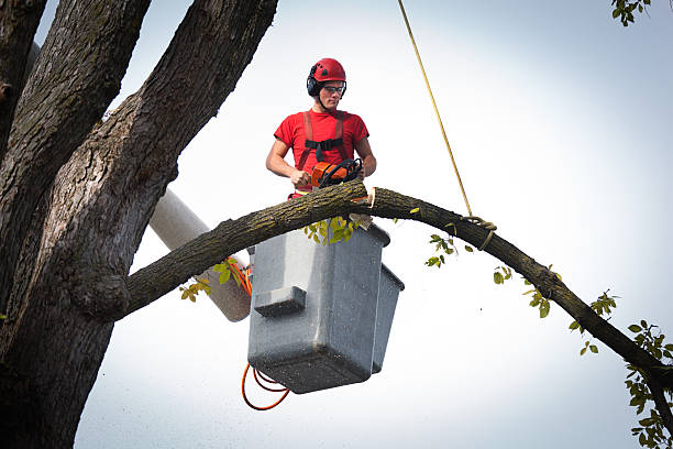 Best Residential Tree Removal  in Reston, VA